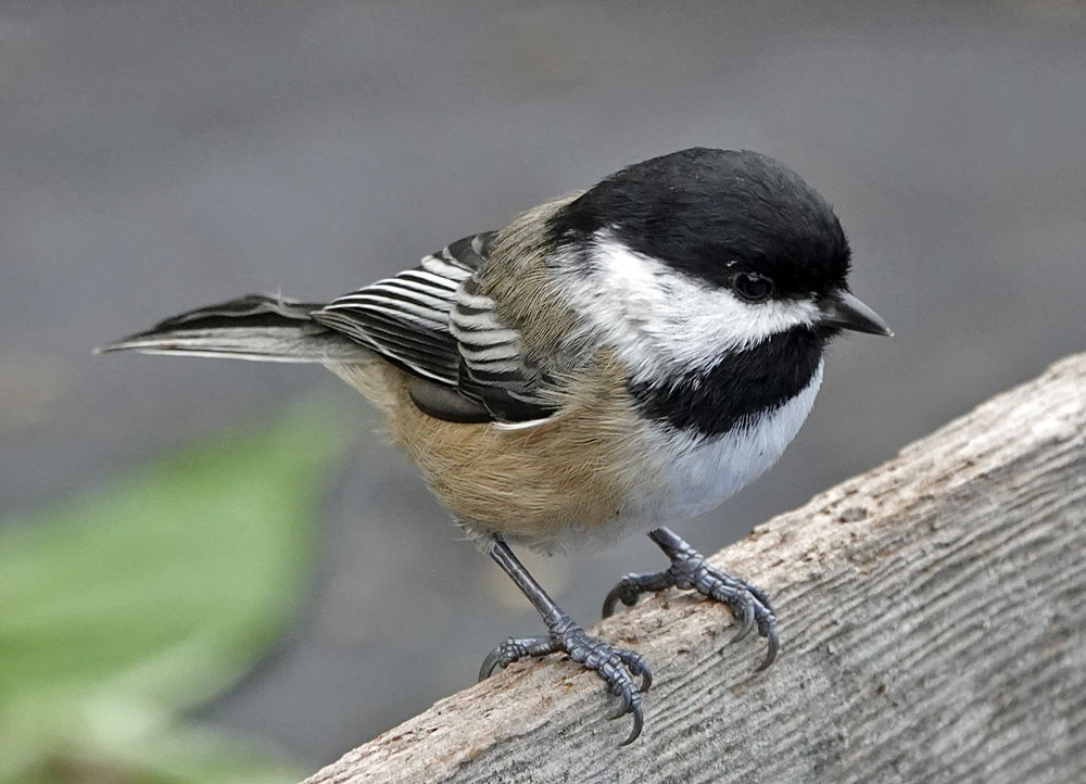 Blackcapped Chickadee BirdNote